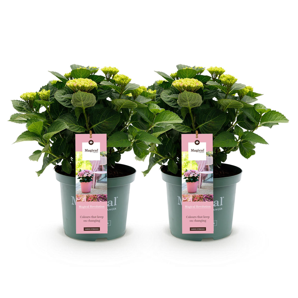 Hydrangea 'Magical Revolution Pink' – 2 planten, Ø23 cm, 55 cm hoog