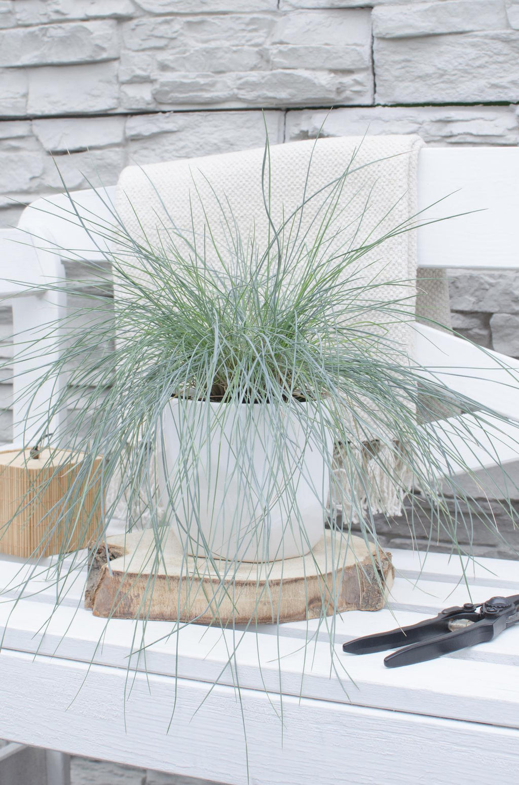 Festuca glauca 'Azura Blue' (blue fescue) – Ø19 cm, 40 cm high – art. 6627 – photo 3
