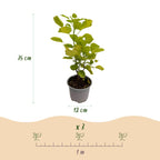 Cotinus coggyria 'Golden Spirit' (cotinus) – jaune – 3 plants, Ø12 cm, 35 cm de haut