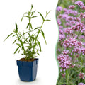 Verbena bonariensis 'Lollipop' (Blutwinde) – violett – Ø 11 cm, 15–25 cm hoch
