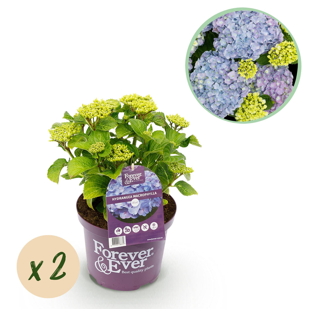 Hydrangea 'Forever & Ever' (hortensia) – blauw – 2 planten, Ø23 cm, 55 cm hoog