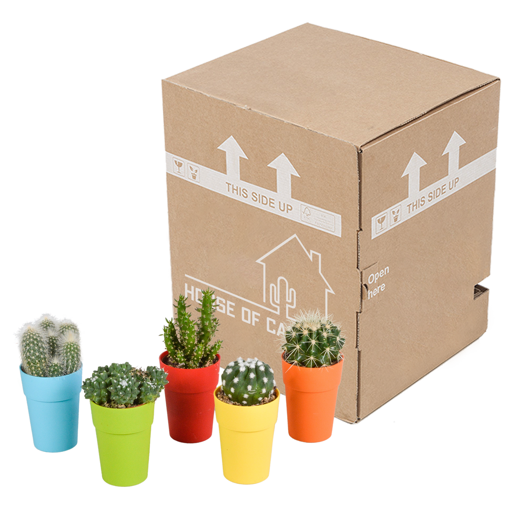 Mélange de cactus (Cactaceae) – Ø 6 cm, 16 cm de haut – photo 16