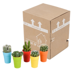 Mélange de cactus (Cactaceae) – Ø 6 cm, 16 cm de haut