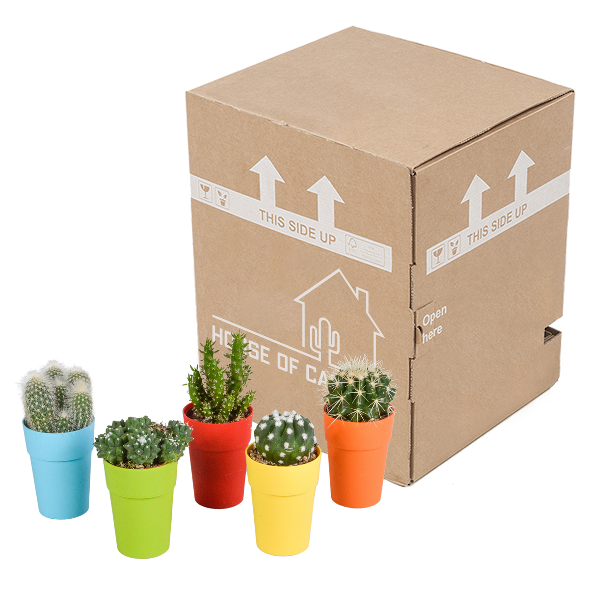 Mélange de cactus (Cactaceae) – Ø 6 cm, 16 cm de haut – photo 16