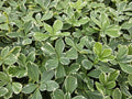 Pachysandra term. 'Variegata' (variegated pachysandra) – 6 plants, Ø9 cm, 10–25 cm high