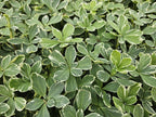 Pachysandra term. 'Variegata' (variegated pachysandra) – 6 plants, Ø9 cm, 10–25 cm high