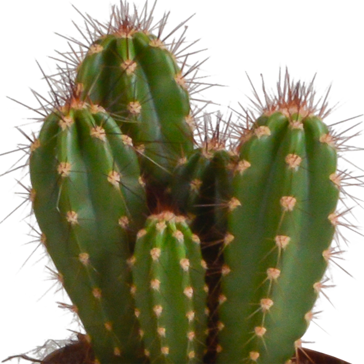 Cereus mix (Cactaceae) – Ø11 cm, 23 cm hoog – foto 11