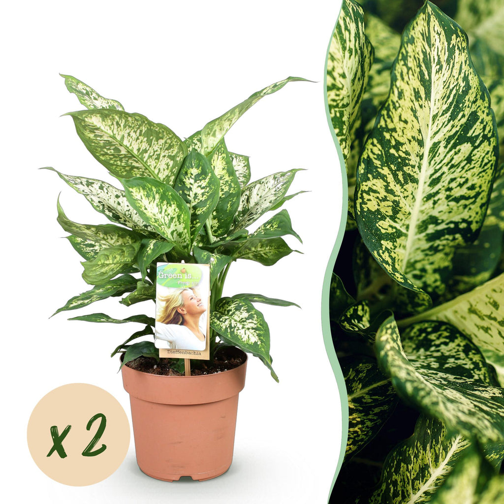 2× Diefenbachia Compacta (Dracaena) – Ø17 cm, 45–50 cm hoog