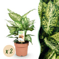 2× Diefenbachia Compacta (Dracaena) – Ø17 cm, 45–50 cm hoog