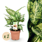 2× Diefenbachia Compacta (Dracaena) – Ø17 cm, 45–50 cm hoog