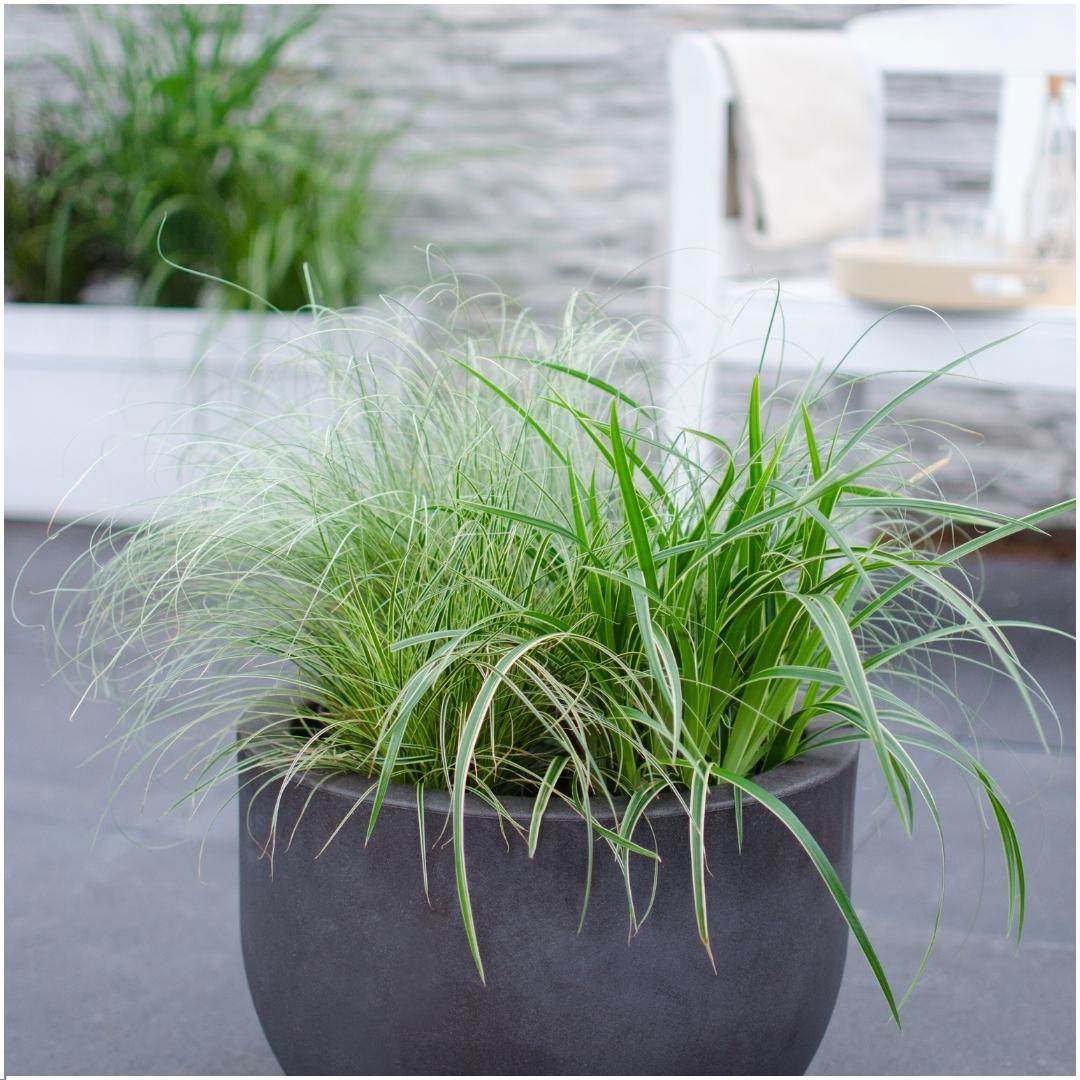 Carex comans 'Frosted Curls' (Segge) – 6 Pflanzen, Ø14 cm, 25 cm hoch – Bild 3