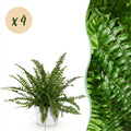 4× Nephrolepis exaltata Green Lady (sværdbregne) i hvid Potter-pottedødskasse – Ø12 cm, 25 cm høj