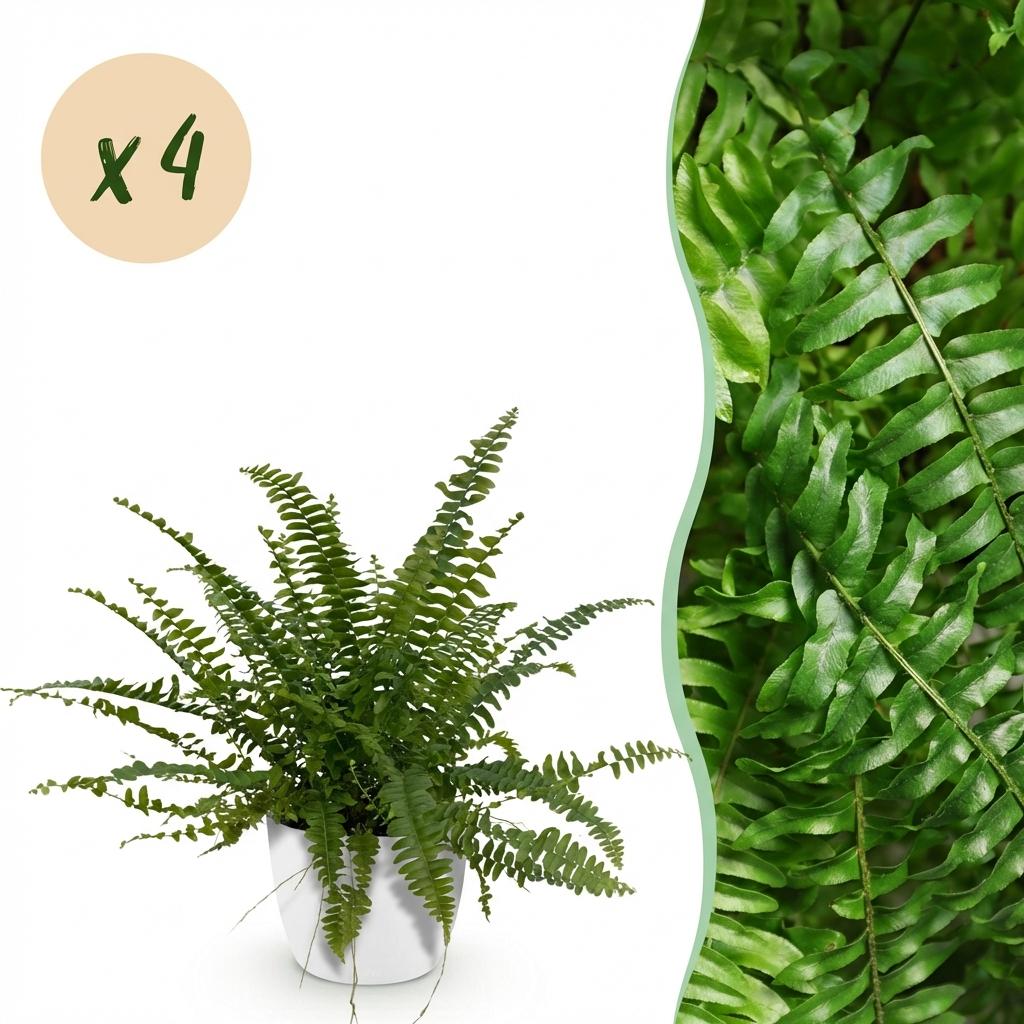 4× Nephrolepis exaltata Green Lady (sværdbregne) i hvid Potter-pottedødskasse – Ø12 cm, 25 cm høj