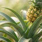 2× Ananas-Pflanze Mi Amigo – Ø12 cm, 35–40 cm hoch