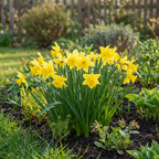 Narcisse 'February Gold' – 15 bulbes (calibre 10/12)