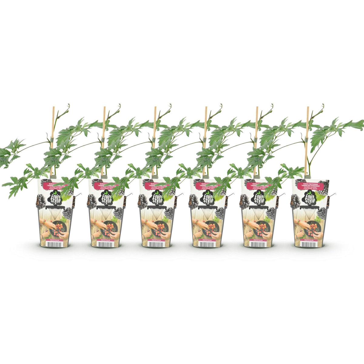Rubus 'Thornless Evergreen' (framboisier) – 6 plants, Ø9 cm, 35 cm de haut – photo 2