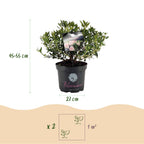 Rhododendron 'Bloombux Light Pink' (rhododendron) – 2 plantes, Ø23 cm, 45–55 cm de haut