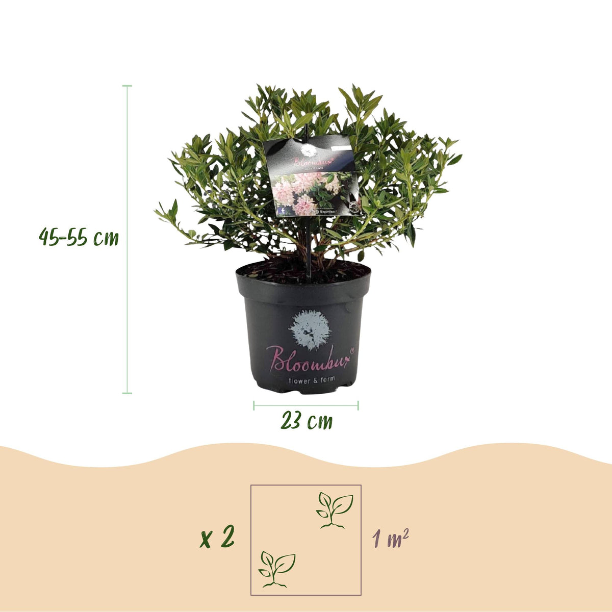 Rhododendron 'Bloombux Light Pink' (rhododendron) – 2 plantes, Ø23 cm, 45–55 cm de haut – photo 3