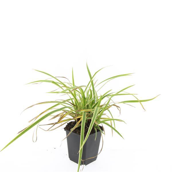 Carex morrowii 'Aureovariegata' (Segge) – 24 Pflanzen, Ø9 cm, 10–25 cm hoch