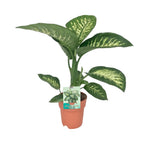 Dieffenbachia Seguine Tropic Snow – Ø19 cm, 70 cm høj