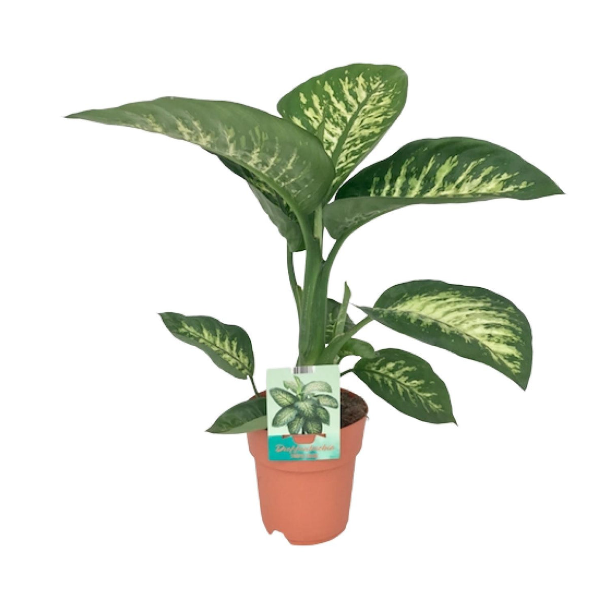 Dieffenbachia Seguine Tropic Snow – Ø19 cm, 70 cm høj