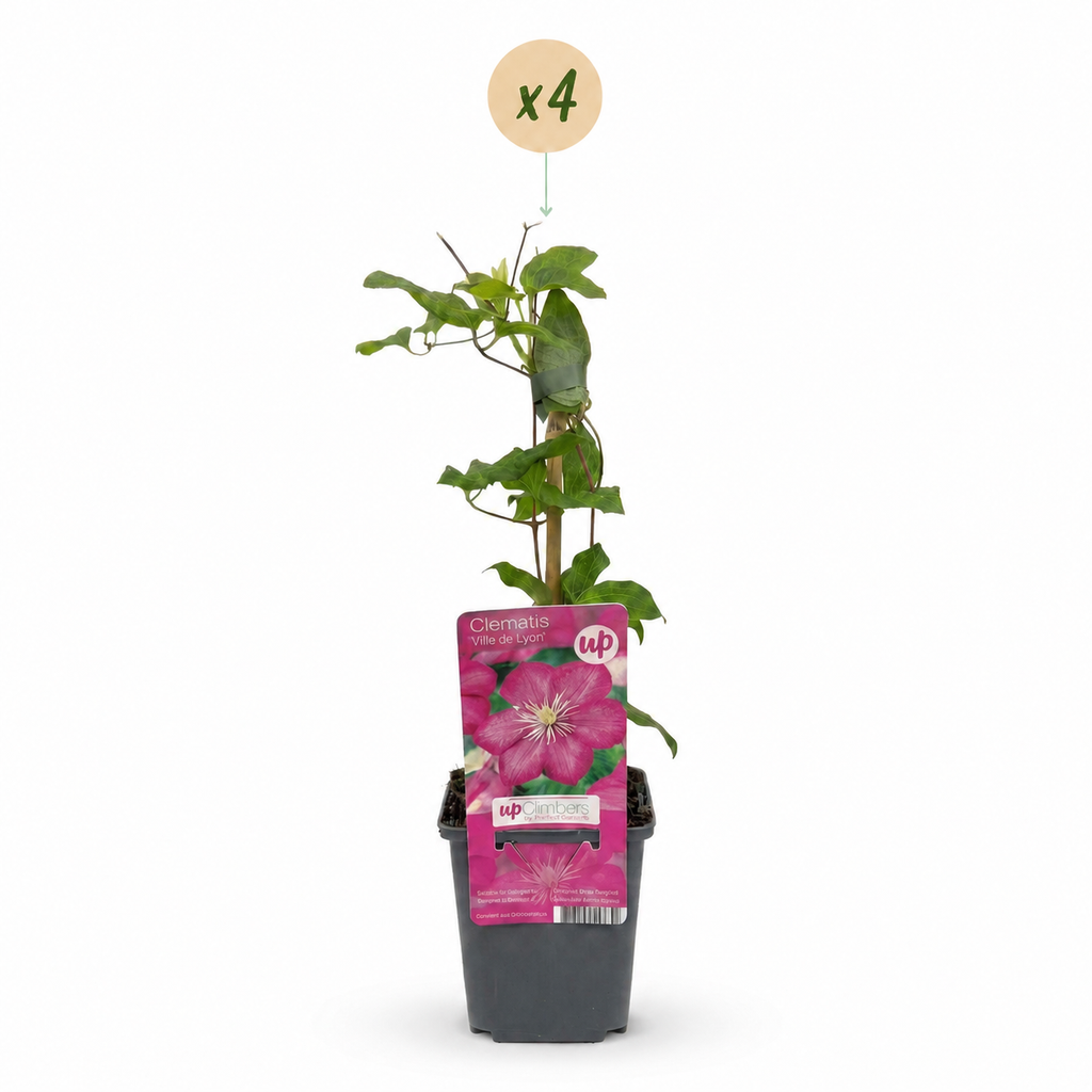 Clematis 'Ville De Lyon' (vindruespalme) – rød – 4 planter, Ø9 cm, 35 cm høj – billede 2