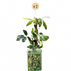 Humulus lupulus 'Nordbrau' (houblon Nordbrau) – 2 plants, Ø9 cm, 35 cm de haut