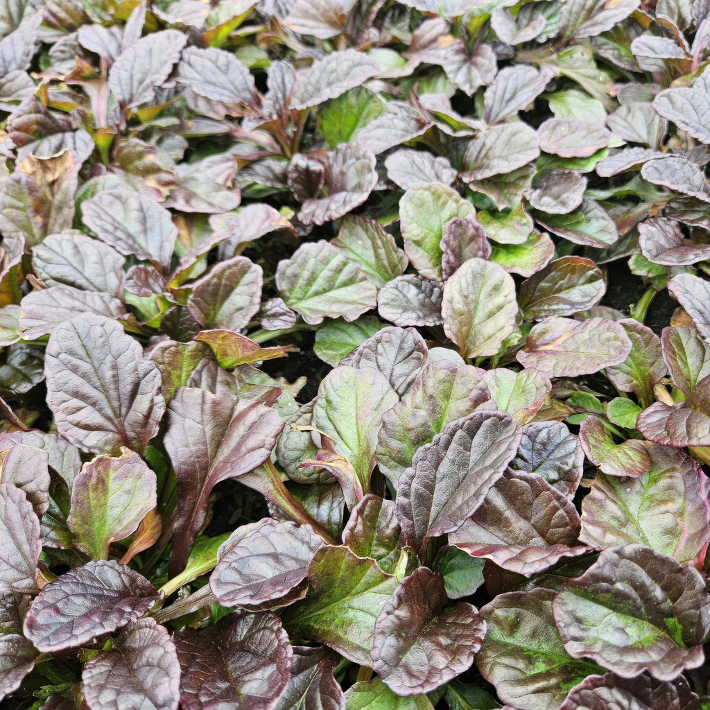 Ajuga reptans (creeping bugleweed) – 60 plants, Ø9 cm, 10–25 cm high – photo 6