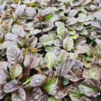 Ajuga reptans (creeping bugleweed) – 60 plants, Ø9 cm, 10–25 cm high