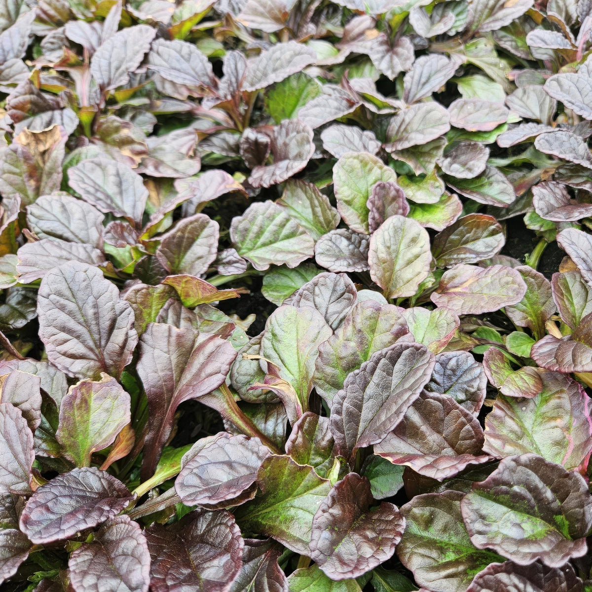 Ajuga reptans (creeping bugleweed) – 60 plants, Ø9 cm, 10–25 cm high – photo 6