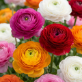 Ranunkelblanding – 320 blomsterløg (løgstørrelse 5/6)