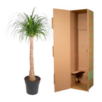 Beaucarnea-Stamm (Elefantenfuß) – Ø 32 cm, 120 cm hoch