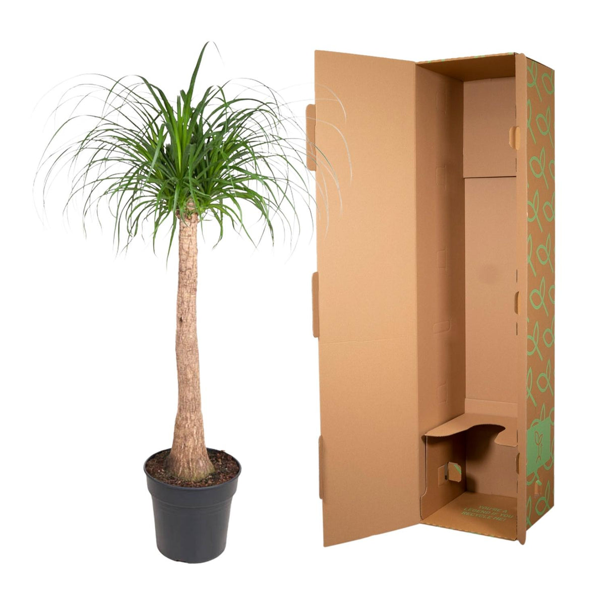 Beaucarnea stam (olifantspoot) – Ø32 cm, 120 cm hoog
