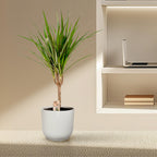 Dracaena marginata (dragetræ) – Ø14 cm, 60 cm høj