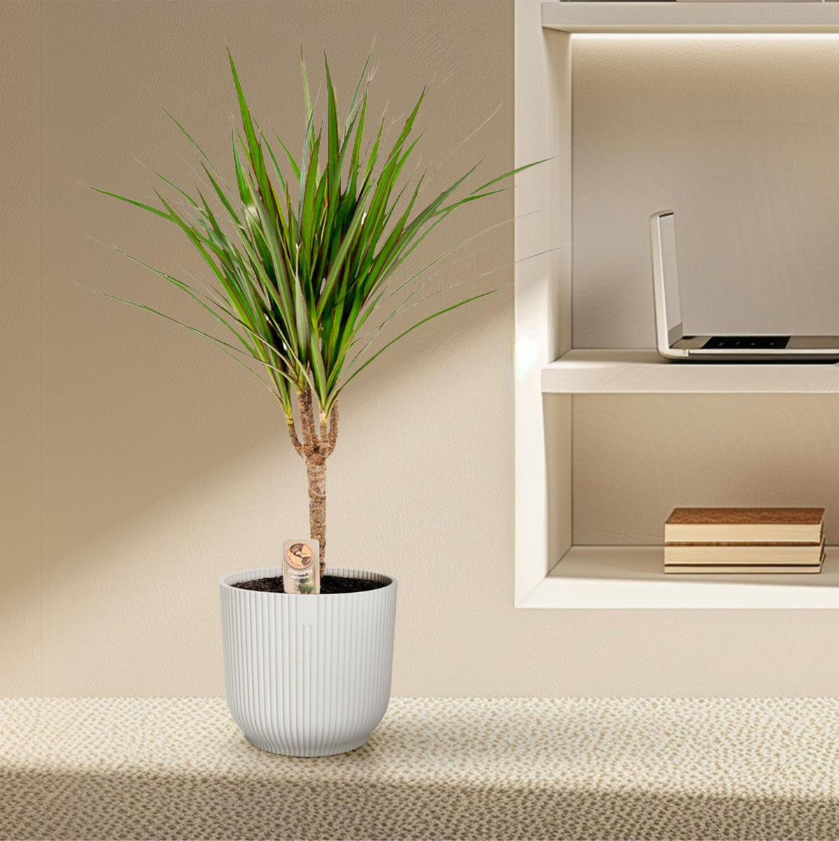Dracaena marginata (dragetræ) – Ø14 cm, 60 cm høj