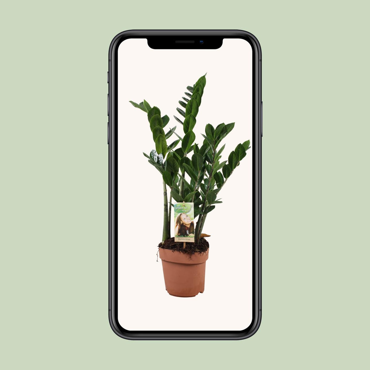 Zamioculcas zamiifolia (zz-plant) – Ø17 cm, 70 cm hoog