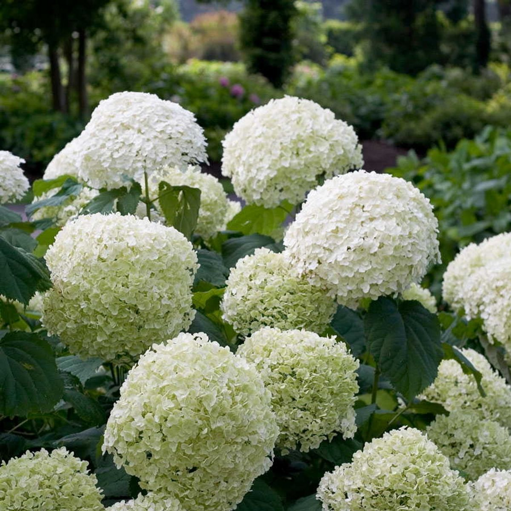 Hydrangea arbo. 'Strong Annabelle' (hydrangea) – Ø19 cm, 30 cm high – photo 4