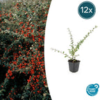 Cotoneaster suec. 'Coral Beauty' (cotoneaster) – 12 plants, Ø9 cm, 10–25 cm high