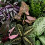 6× Coffret surprise de plantes d’intérieur incl. Linnea Honey – Ø6 cm, 5–15 cm de haut