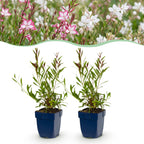 Gaura 'Duo' (fleur de lys) – rose-blanc – 12 plants, Ø11 cm, 15–25 cm de haut