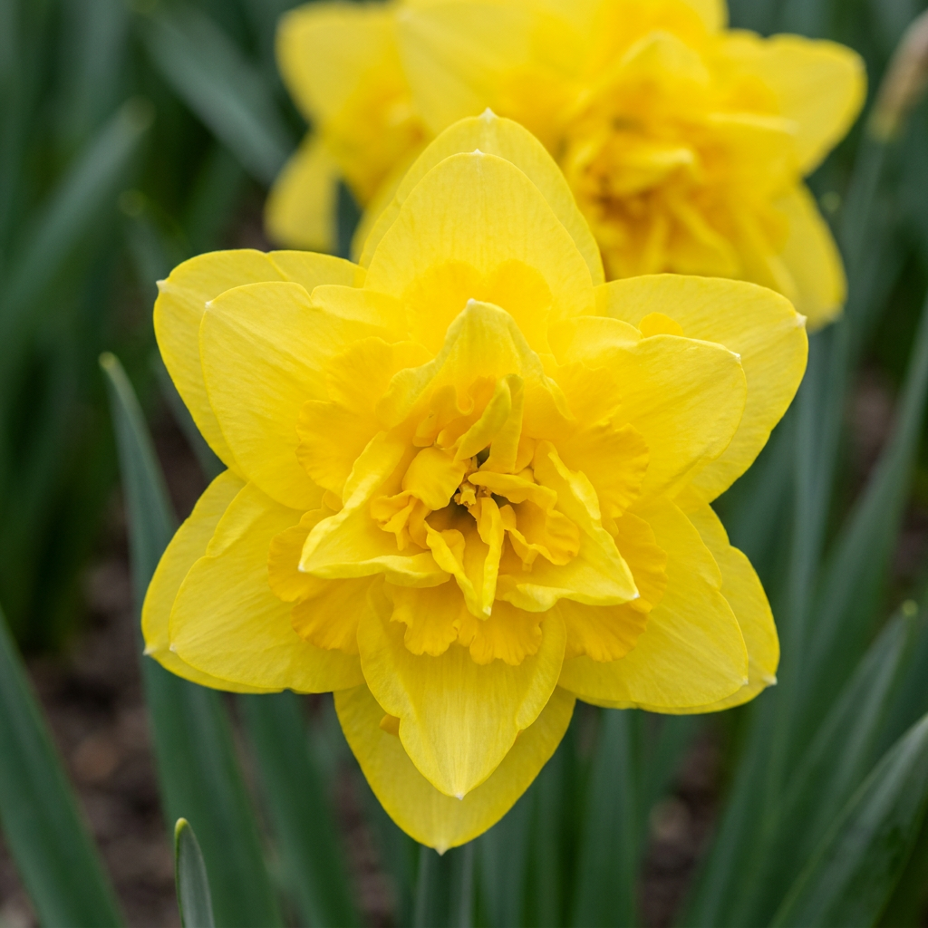 Narcis 'Golden Ducat' – 20 blomsterløg (løgstørrelse 12/14)