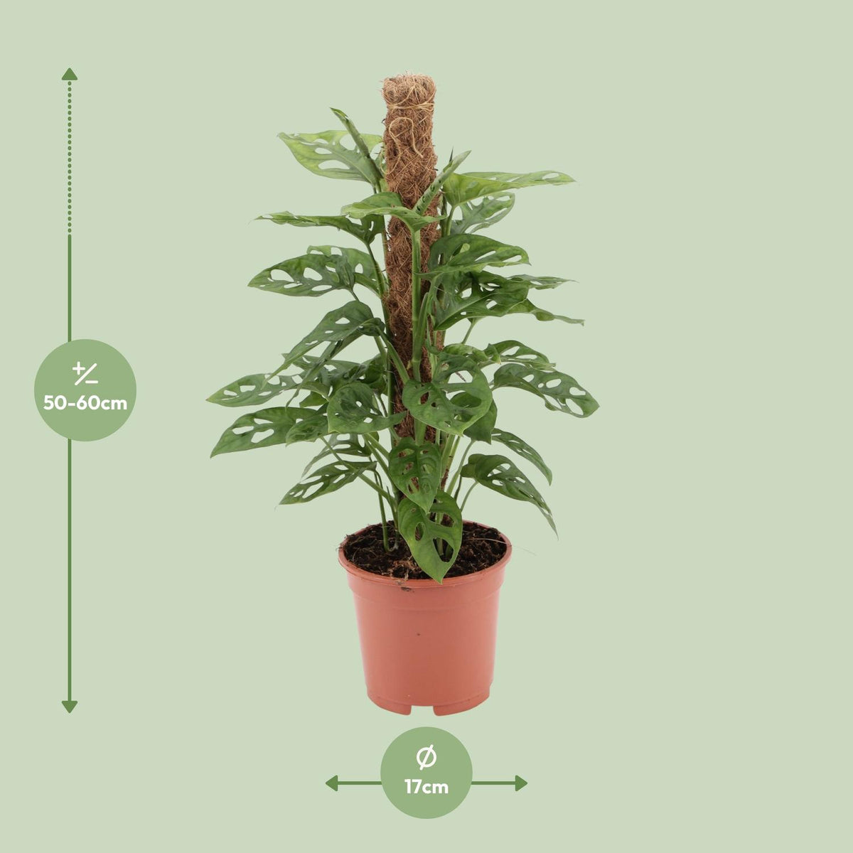 Monstera monkey (Fensterblatt) – Ø17 cm, 60 cm hoch
