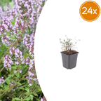 Thymus vulgaris (thyme) – 24 plants, Ø9 cm, 10–25 cm high