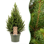 Picea glauca Conica (petit sapin de Noël) – Ø19 cm, 65 cm de haut