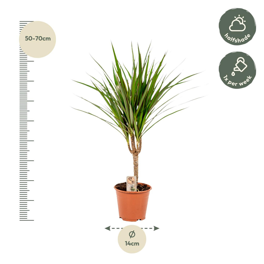Dracaena marginata (dragetræ) – Ø14 cm, 60 cm høj