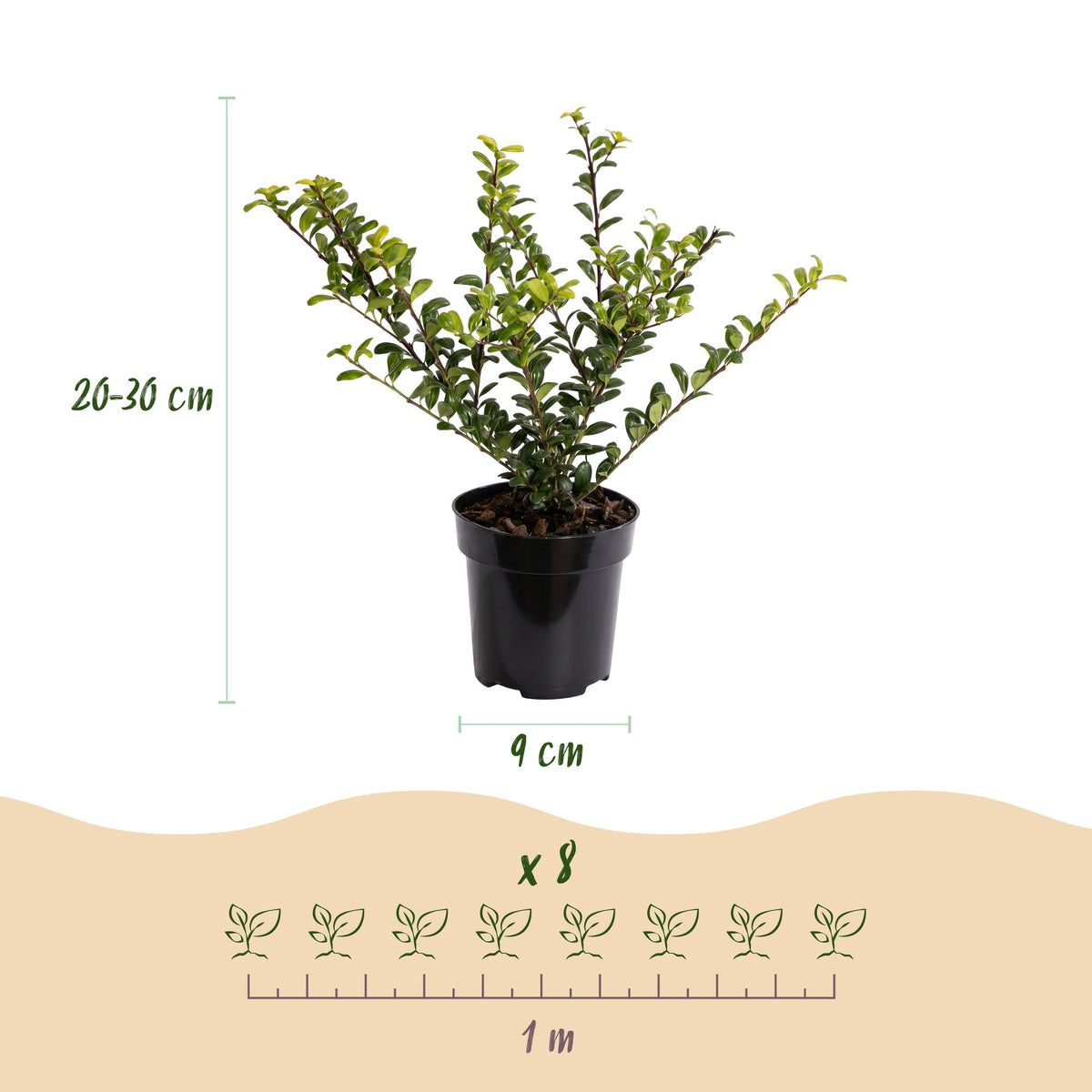 Ilex crenata 'Covenxa' (Houx du Japon) – 16 plantes, Ø9 cm, 20–30 cm de haut – photo 4