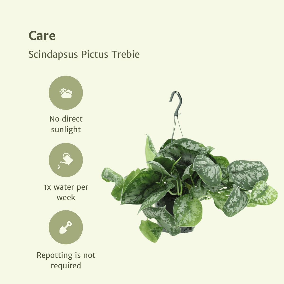 2× Scindapsus pictus Trebie (Epipremnum) – Ø15 cm, 25 cm høj