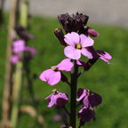 Erysimum 'Bowles Mauve' (Alpen-Mannstreu) – 12 Pflanzen, Ø9 cm, 10–25 cm hoch