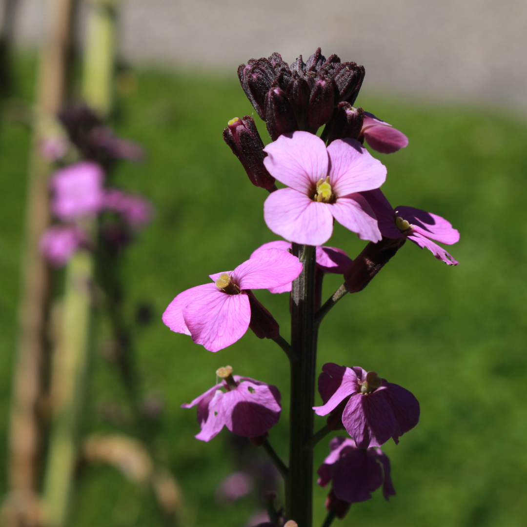 Erysimum 'Bowles Mauve' (Alpen-Mannstreu) – 12 Pflanzen, Ø9 cm, 10–25 cm hoch – Bild 8