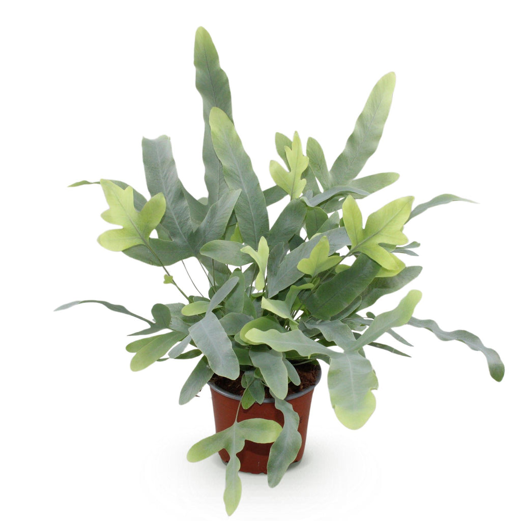 Phlebodium aureum Blue Star (fougère bleue) – Ø12 cm, 25 cm de haut